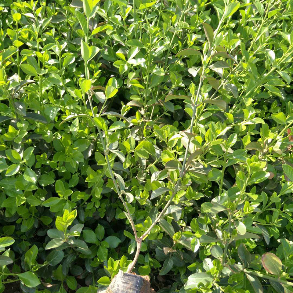 扶芳藤苗木 扶芳藤基地优惠直发 扶芳藤批发