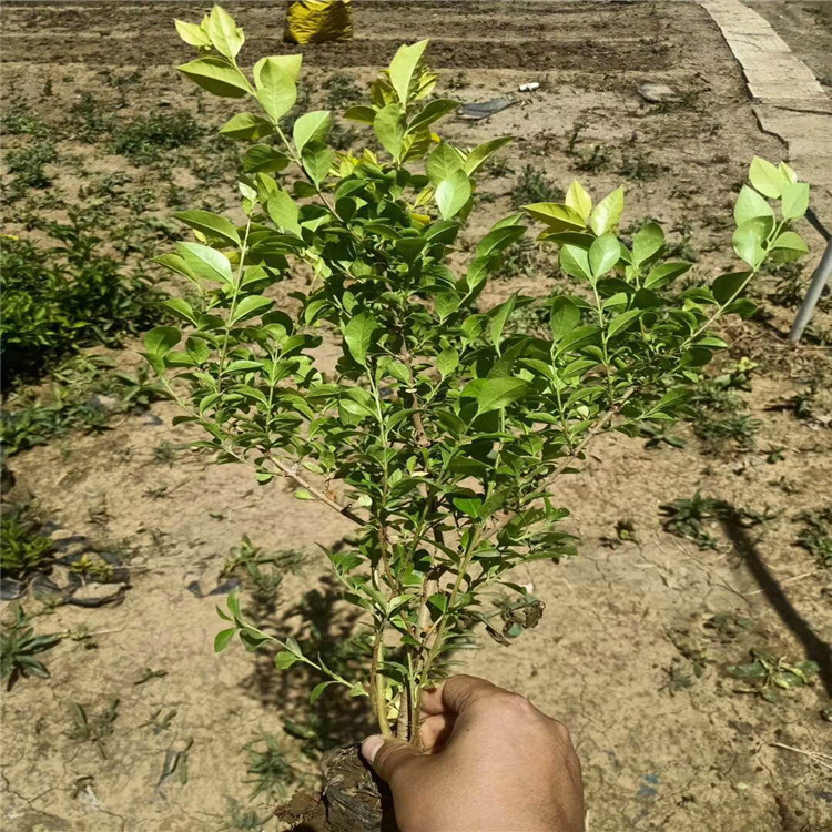 大量供应金森女贞 现挖现卖 工程苗金森女贞