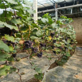 果园基地现摘 即食葡萄 新鲜巨峰葡萄 果粒大小均匀