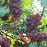 耐储运葡萄 即食葡萄 新鲜巨峰葡萄 果粒大小均匀