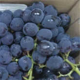耐储运葡萄 即食葡萄 巨峰葡萄 批发好价