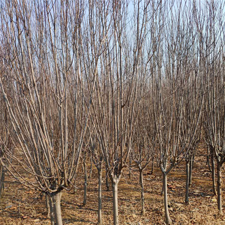 落叶红叶李价格 红叶李苗圃直销
