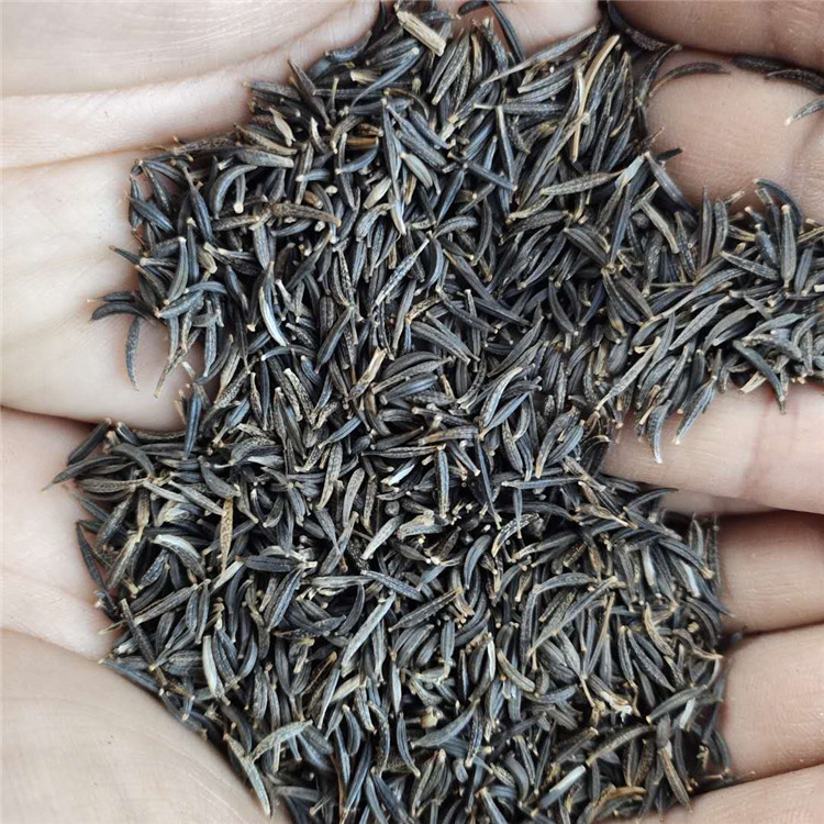 价格实惠 青州草坪种子 花卉种子培育基地