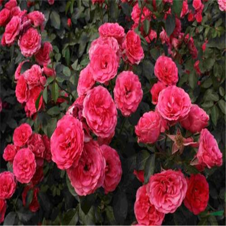 好苗预定 丰花月季 山东丰花月季种植基地
