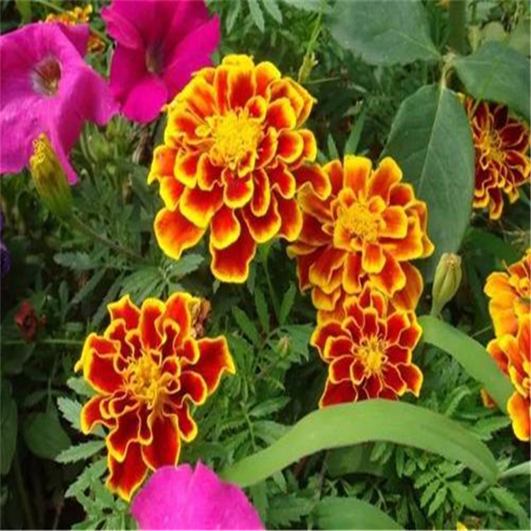 好苗预定 一二年宿根草花 孔雀草 孔雀草销售