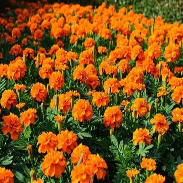 孔雀草小苗 青州草花 孔雀草培育基地