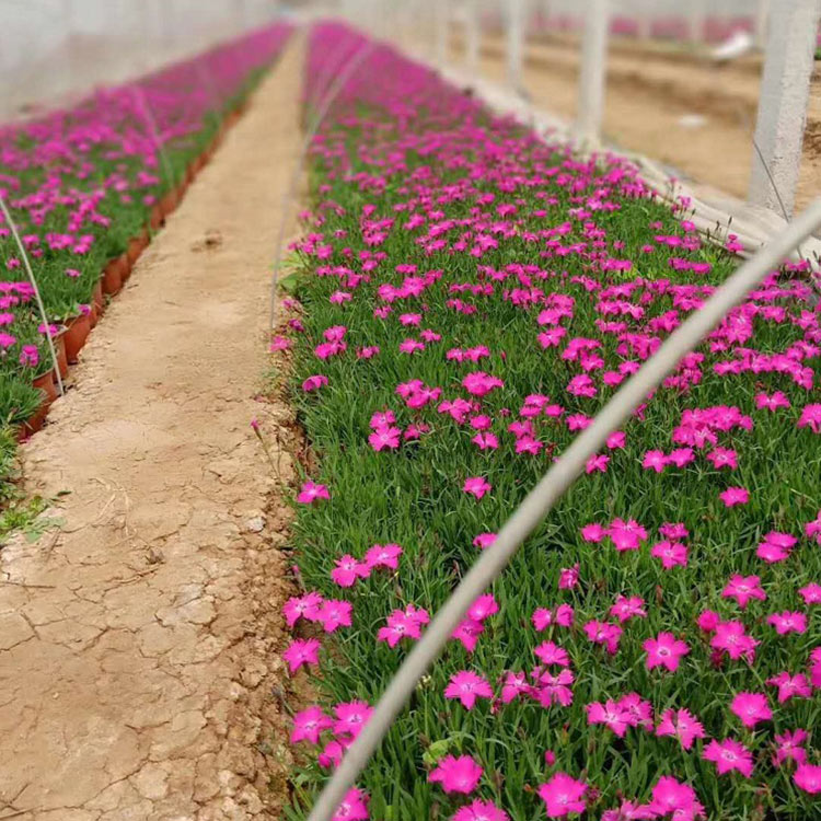 欧石竹 优惠直供草花 欧石竹小苗 青州欧石竹基地