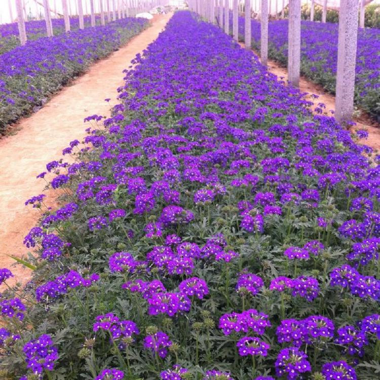 美女樱价格 宿根草花 美女樱苗