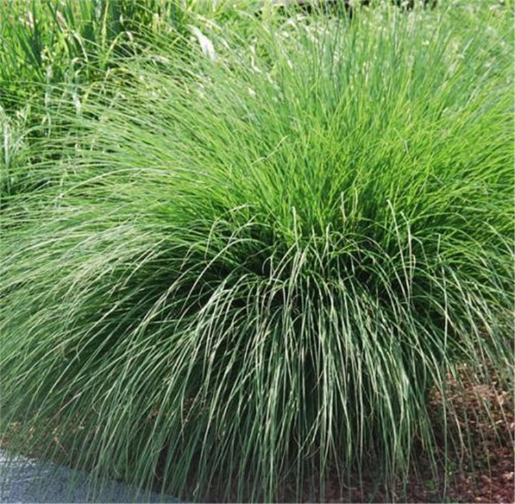 细叶芒采购基地 直销细叶芒 细叶芒价格优惠