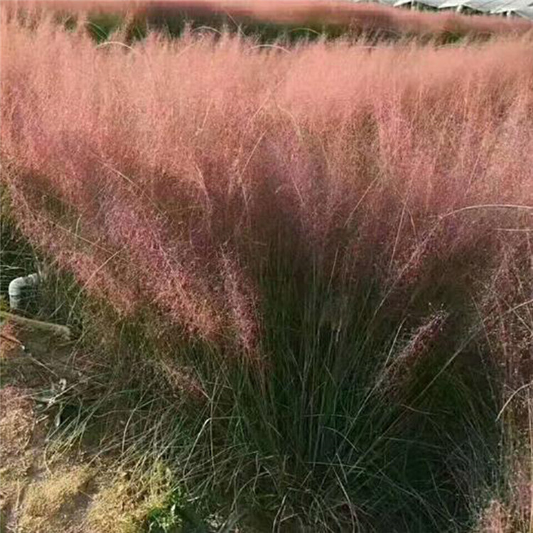 乱子草 粉黛乱子草 青州草花基地批发粉黛乱子草苗
