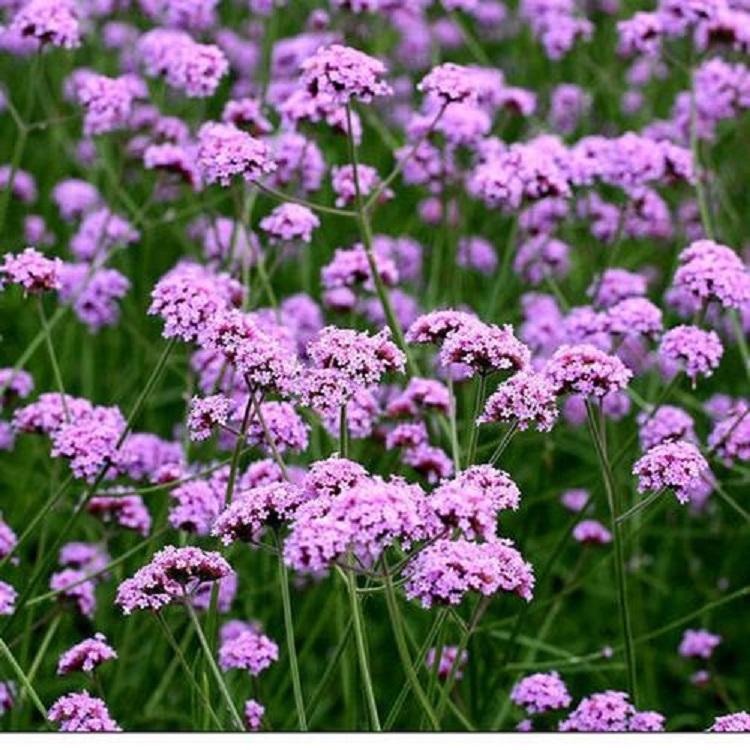 马鞭草花海 马鞭草基地 马鞭草批发价格 马鞭草批发商