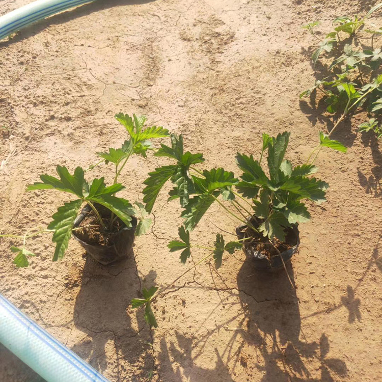 三叶委陵菜行情 欢迎选购 多年生草本花卉 青州花卉苗木批发