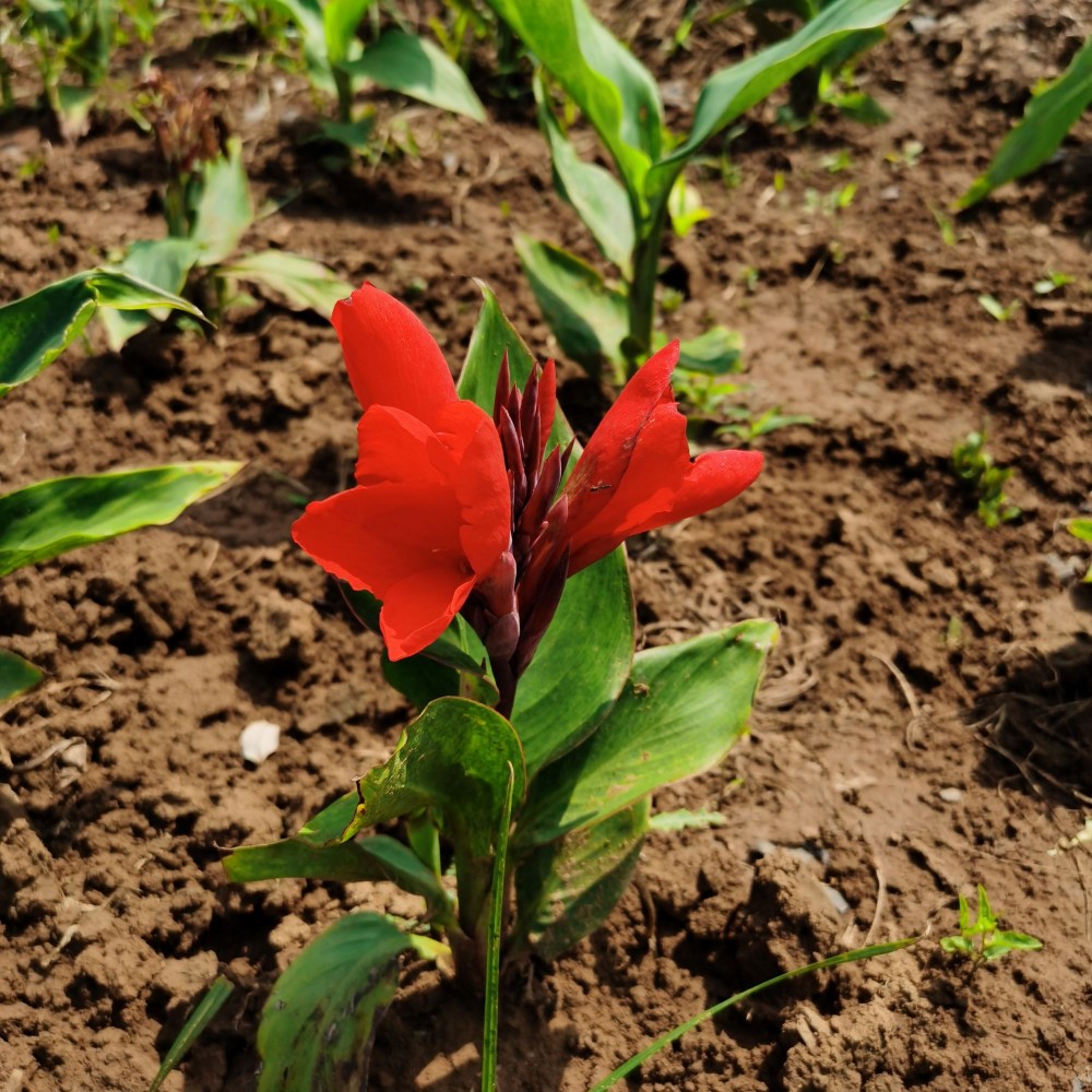 美人蕉花苗基地批发直销