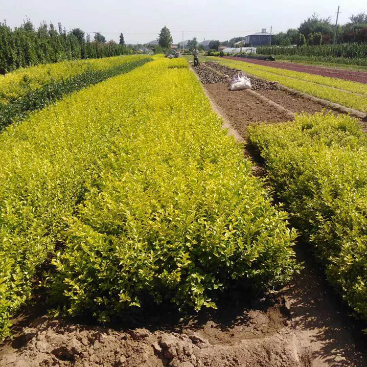 青州市诺森花卉苗木有限公司 标志