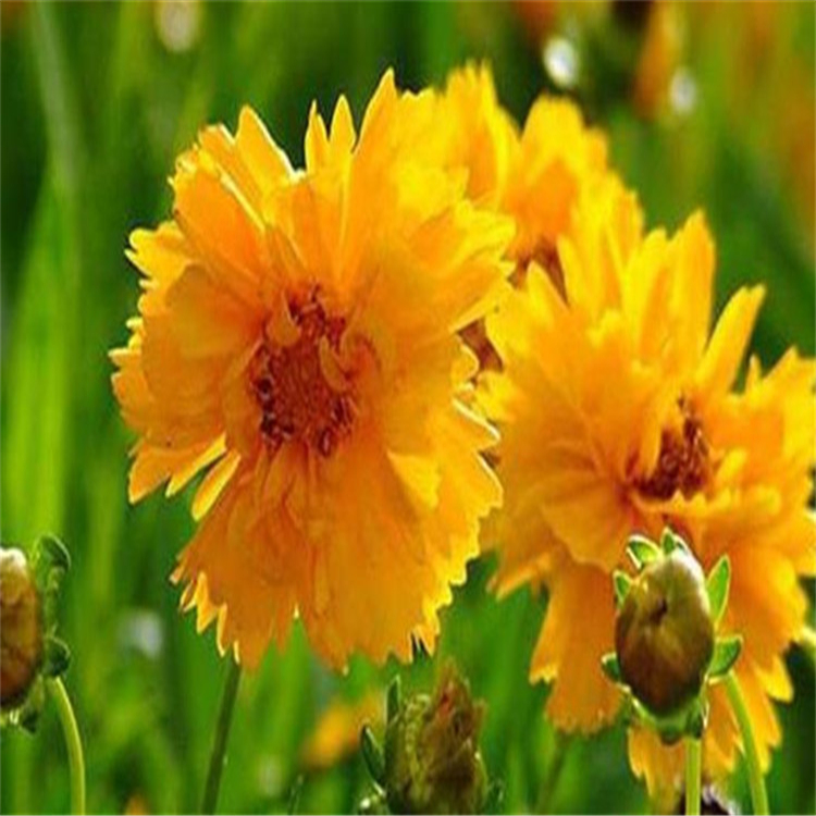 国庆菊 国庆菊价格 山东草花基地