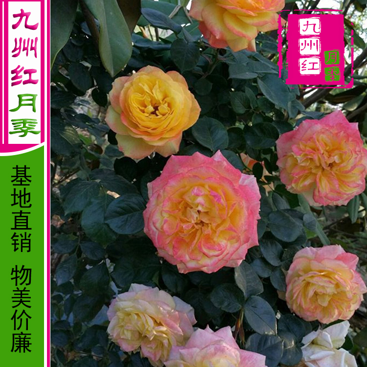 月季批发-月季价格-月季苗-月季基地-月季花批发价-小月季-月季苗