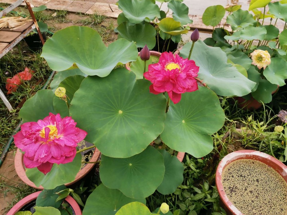 荷花价格  绿化用荷花   小区观赏荷花