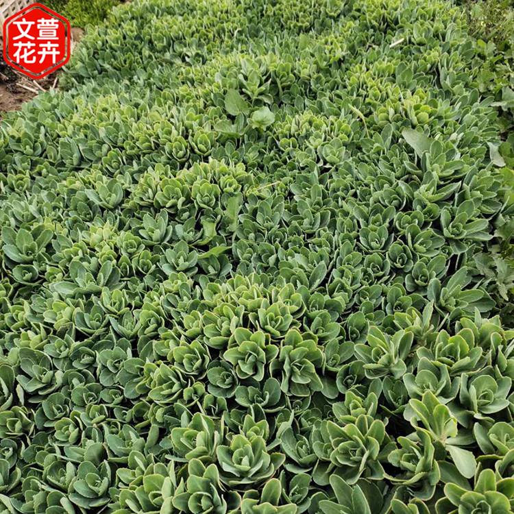 八宝景天苗一二年宿根花卉 喜光且花色多