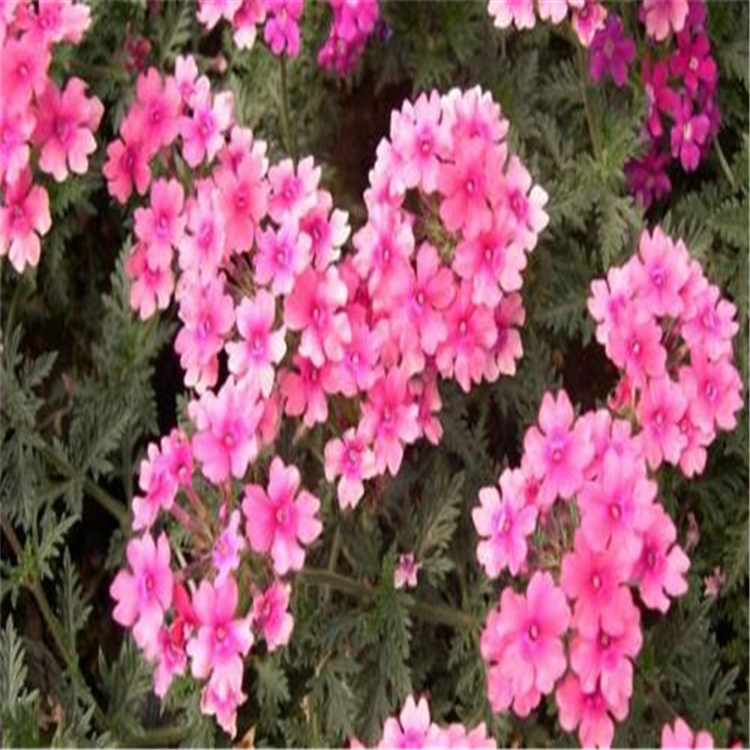 美女樱价格 基地种植 山东草花