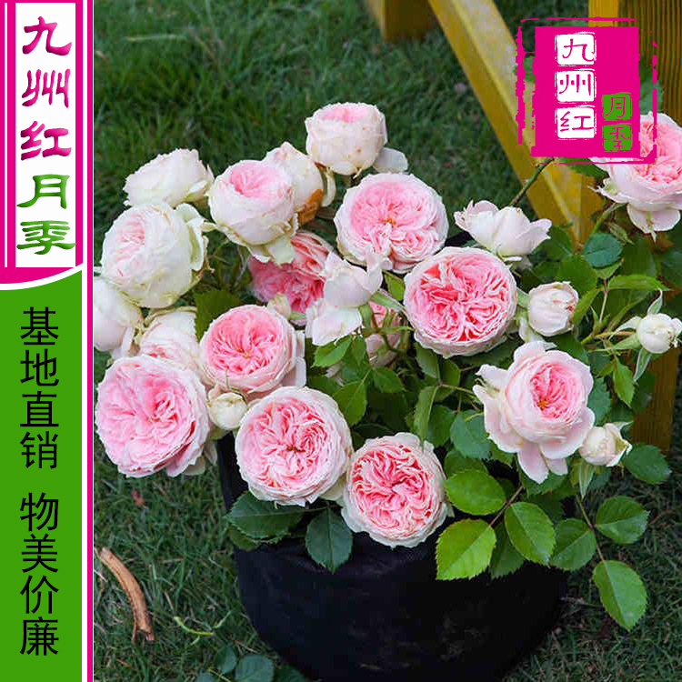月季批发-月季价格-月季盆栽月季-月季基地-南阳月季-月季花批发价-盆栽月季树价格-树桩月季-月季树