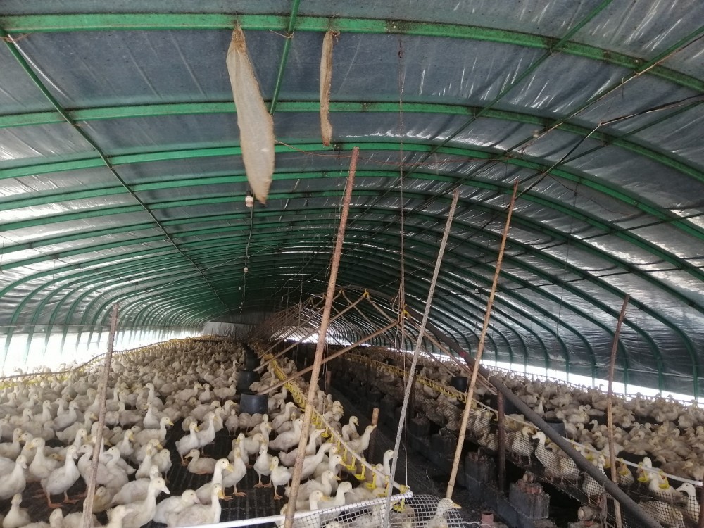 山东养殖水产   肉鸡   肉鸭’大棚值得信赖
