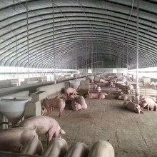 全国上门建设养猪大棚温室养殖大棚性价比高 值得信赖