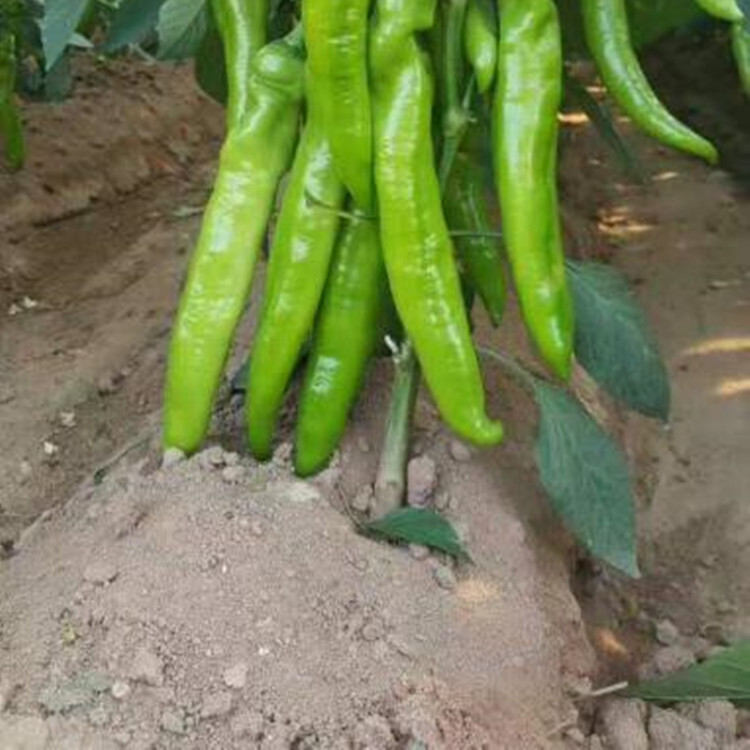 大量销售抗TY尖椒种苗   抗TY  抗死棵  山东辣椒种苗供应商