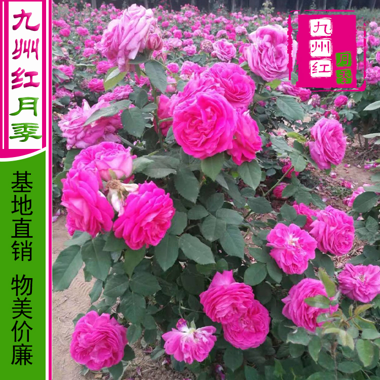 欧月月季批发-新品种月季批发-欧月月季苗批发--九州红月季