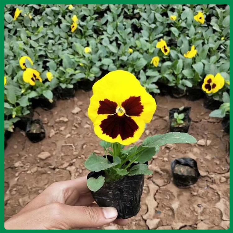 三色堇培育种植基地供应优良三色堇量大优惠三色堇出售