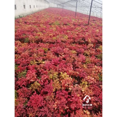 火焰南天竹大量批发 火焰南天竹价格