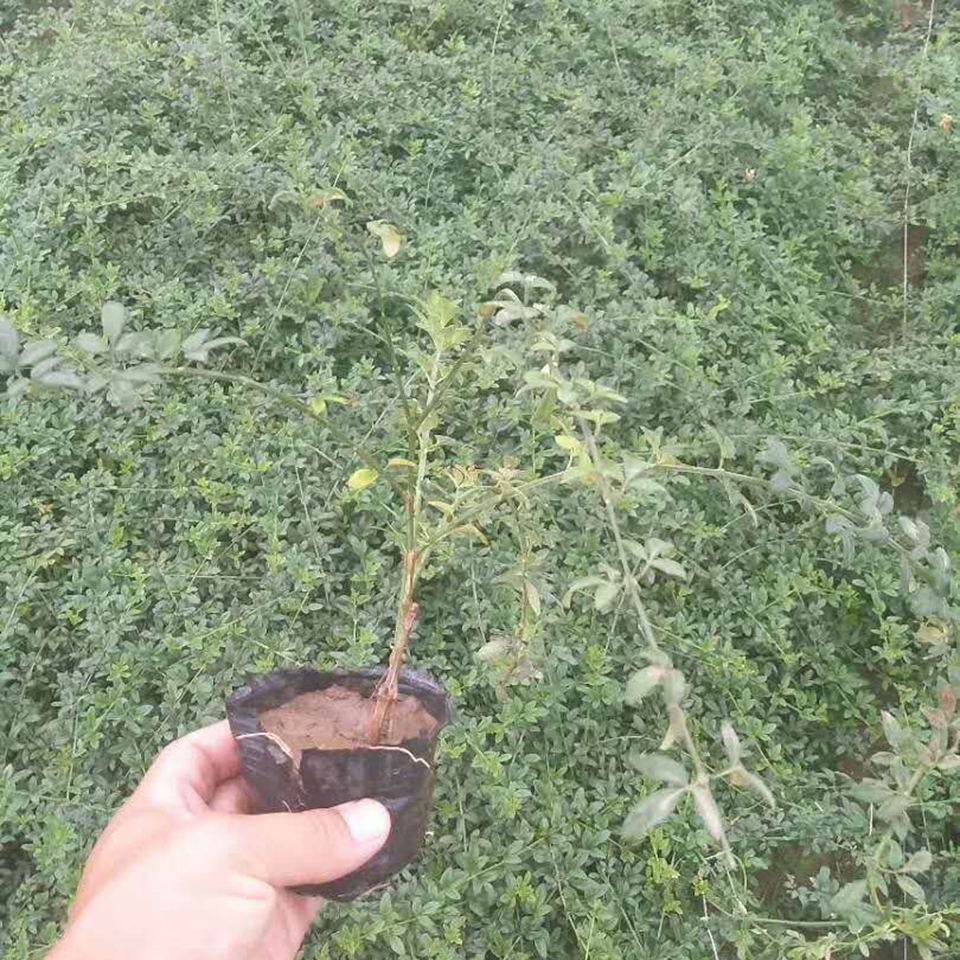 迎春花产地销售 山东迎春花盆苗价格 种植基地