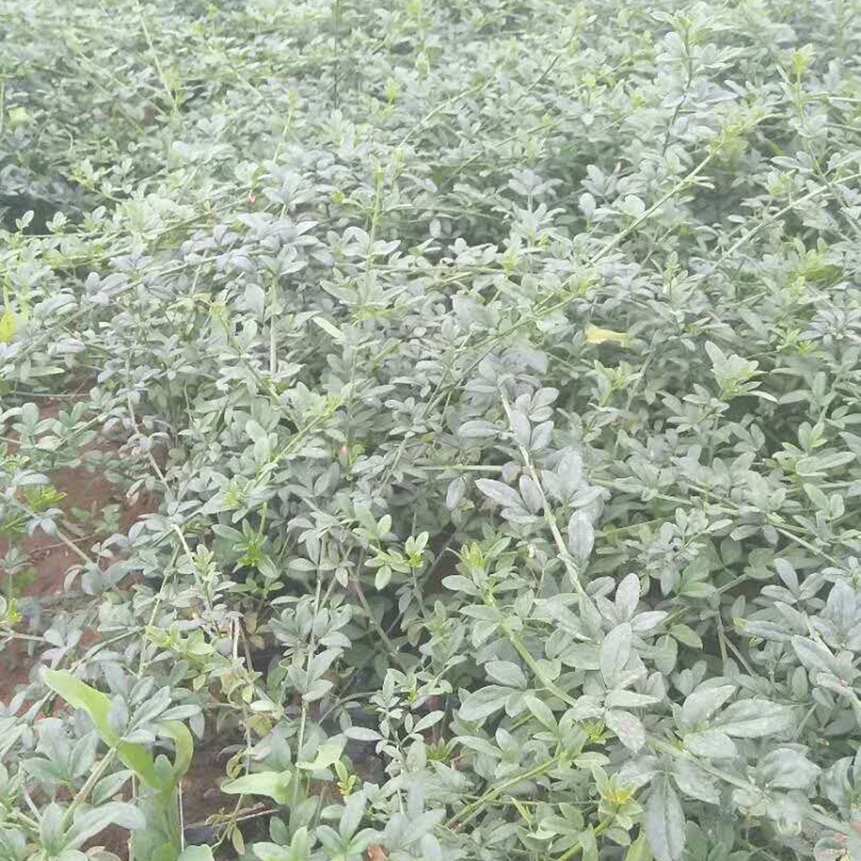 迎春花批发 迎春花苗小苗 行道庭院广场公园绿植苗