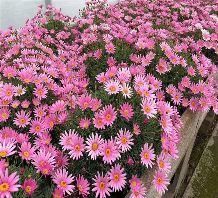 木春菊价格