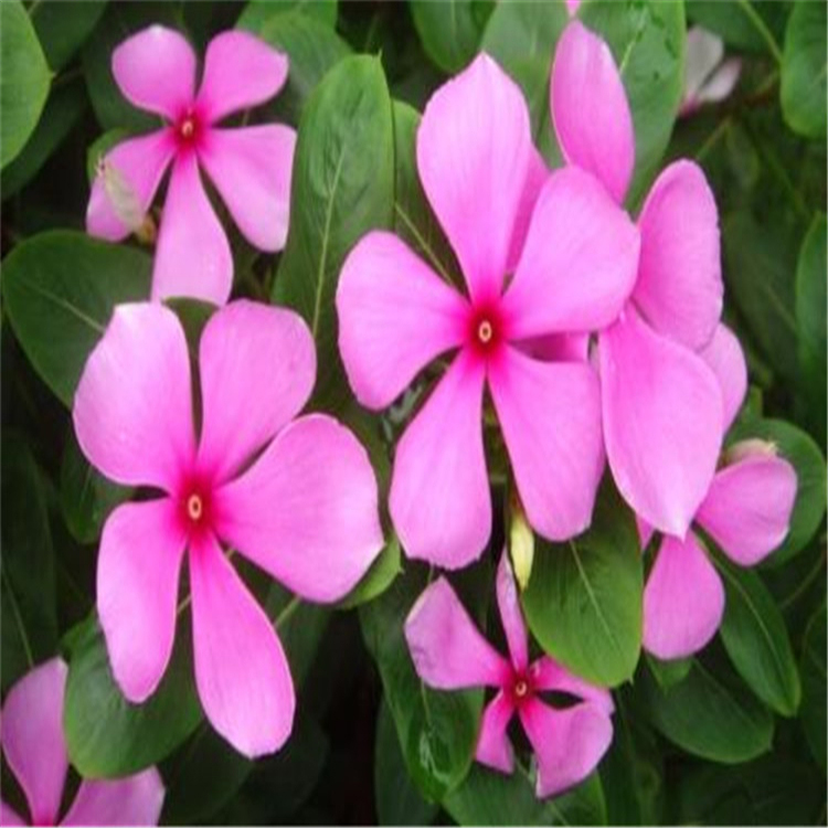 长春花种苗 青州长春花价格