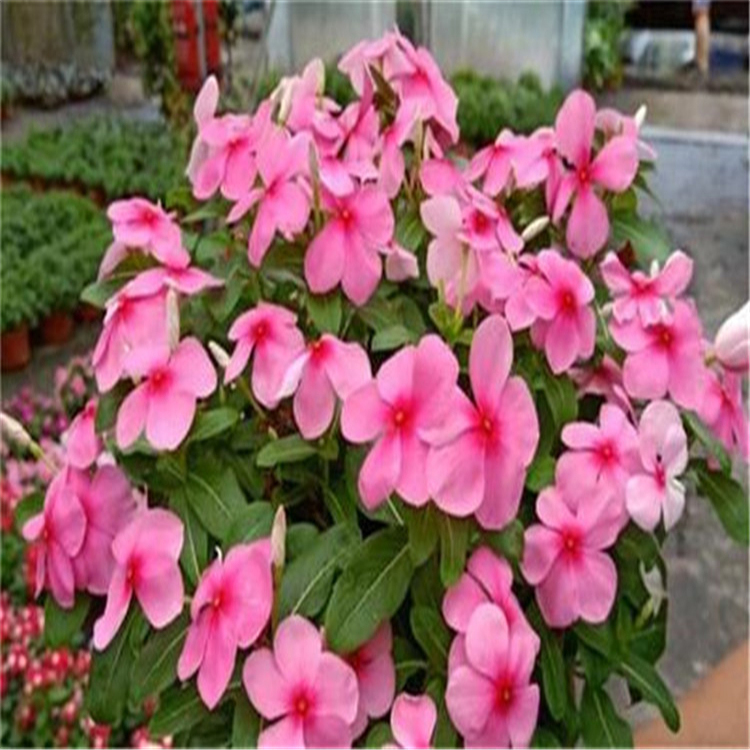 苗圃基地批发 长春花 长春花价格