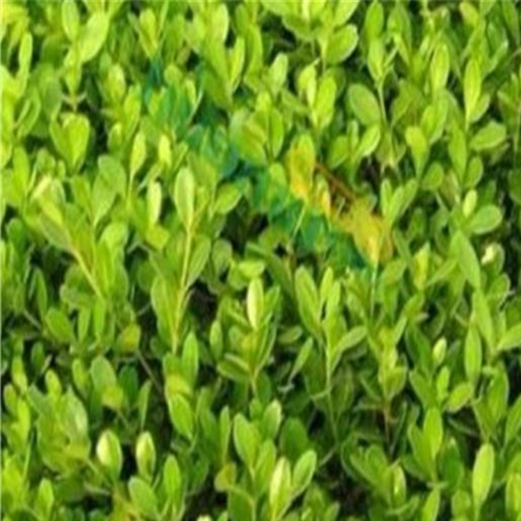 小叶黄杨苗 优惠多多 青州小叶黄杨基地