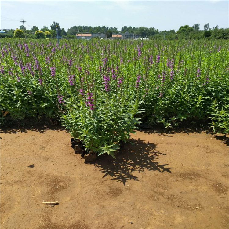 千屈菜批发 山东千屈菜 基地推荐