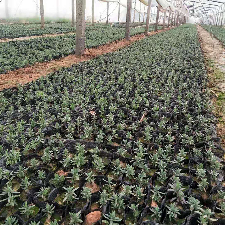 薰衣草小苗批发 薰衣草花海苗供应 观赏薰衣草种植基地 冠鑫