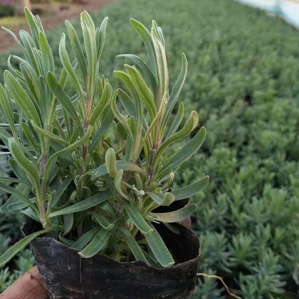 薰衣草观赏苗种植 薰衣草供应商