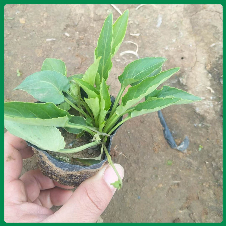 紫花地丁 青州紫花地丁供货商 大量批发