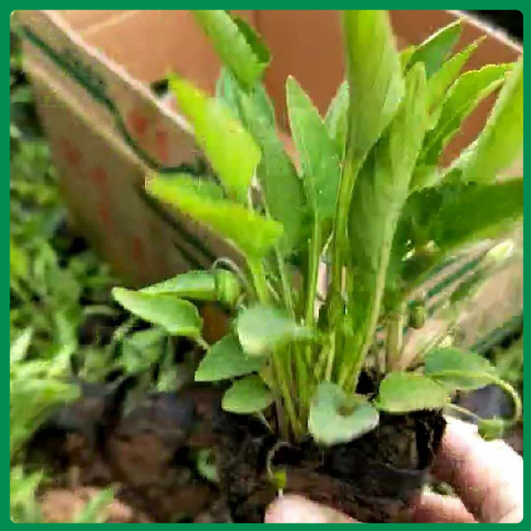紫花地丁小皮桶 青州紫花地丁种植基地 大量批发