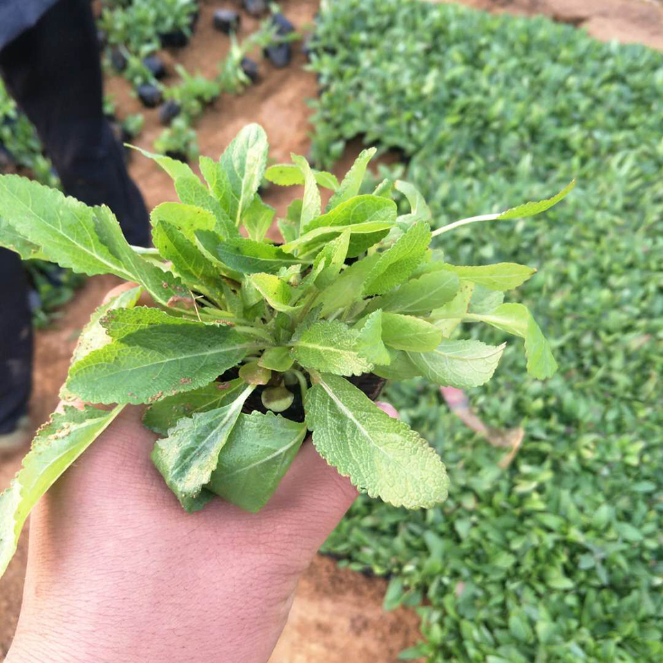 鼠尾草销售 蓝花鼠尾草批发报价