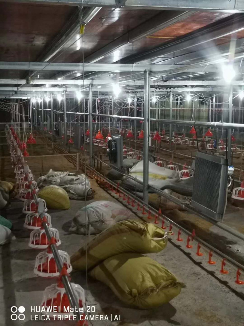全自动养鸡喂食上料机 水线  鸡舍自动料线 水线