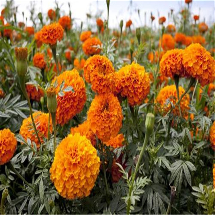 万寿菊报价 华彬花卉 山东宿根花卉万寿菊