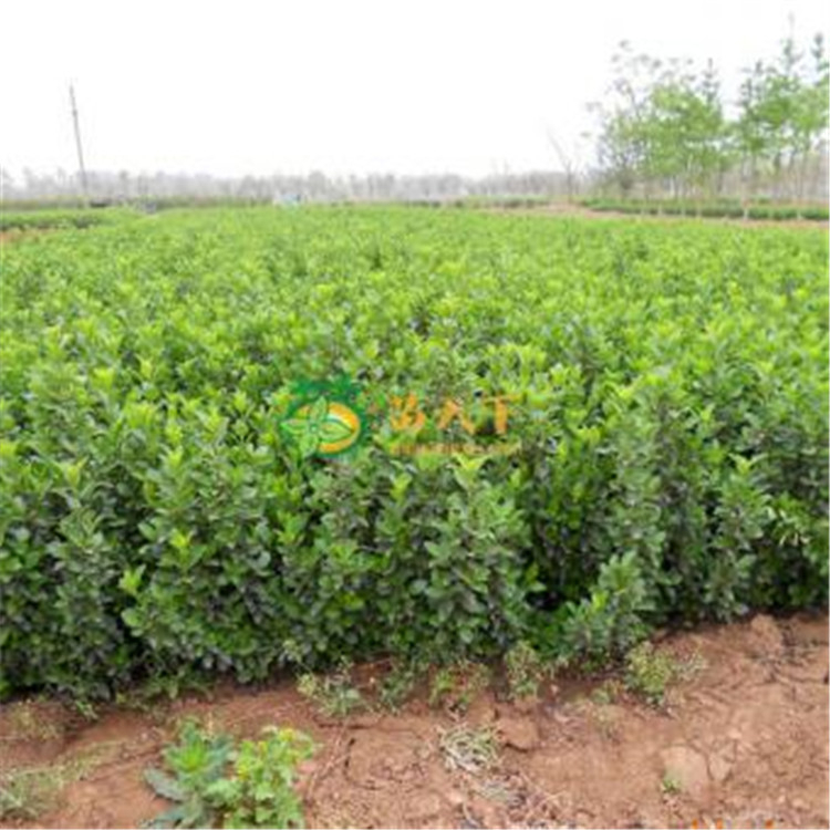 卫矛基地 买绿化苗找华彬 青州园林工程绿化用卫矛