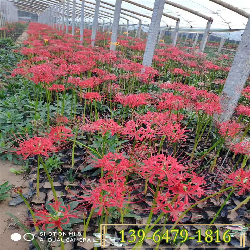 曼陀罗种子 曼珠沙华红花石蒜盆苗 彼岸花小苗种植