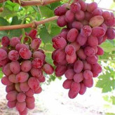 科伦多葡萄苗   新品种葡萄种苗  单粒重6到8克