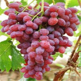 供应  可鲜食葡萄  科伦多葡萄苗  葡萄种苗   可制干葡萄