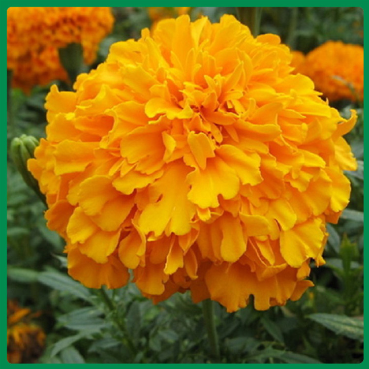 黄花孔雀草 苗圃基地批发 青州孔雀草供应商
