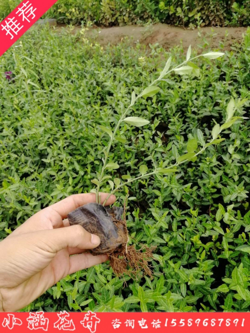 青州绿化苗木基地 小叶扶扶芳藤价格  爬行卫矛价格 匍匐扶芳藤 小涵绿化苗木